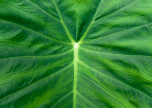 Philodendron Squamiferum: Care and Grow Guide