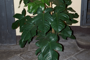 Philodendron Squamiferum: Care and Grow Guide