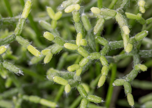 Rhipsalis Cereuscula: Possibly the Best Indoor Cactus Ever