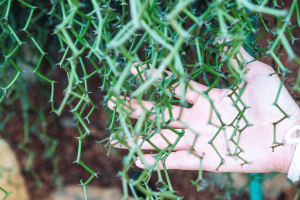 Rhipsalis Cereuscula: Possibly the Best Indoor Cactus Ever