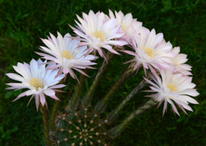 Echinopsis Subdenudata: Plant Care Guide