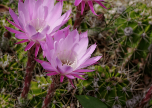 Echinopsis Subdenudata: Plant Care Guide
