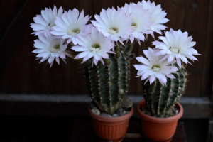 Echinopsis Subdenudata: Plant Care Guide