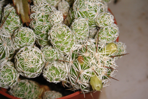 Thimble Cactus: The Cutest Collectible Cactus