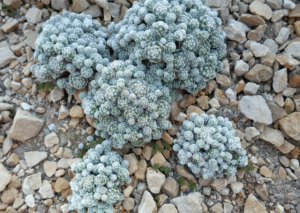 Thimble Cactus: The Cutest Collectible Cactus