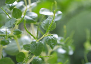 Growing Peperomia Pellucida at Home: How-to and Its Benefits