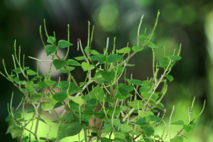 Growing Peperomia Pellucida at Home: How-to and Its Benefits