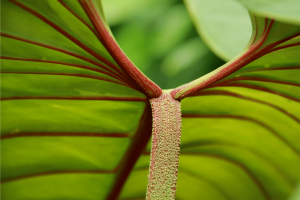 Philodendron Ring of Fire: Caring for this Rare Plant