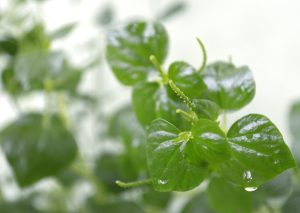 Growing Peperomia Pellucida at Home: How-to and Its Benefits