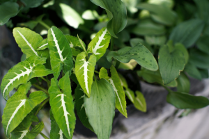 Syngonium Wendlandii Plant Guide: Everything You Need to Know