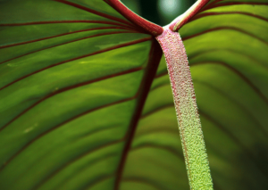 Philodendron Ring of Fire: Caring for this Rare Plant