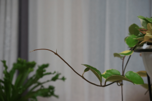 The Majestic Hoya Krimson Princess: The Essential Care and Grow Guide