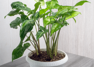 Syngonium Wendlandii Plant Guide: Everything You Need to Know