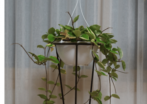 The Majestic Hoya Krimson Princess: The Essential Care and Grow Guide