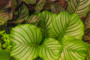 Successfully Growing Calathea Orbifolia at Home: An Essential Guide