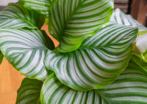 Successfully Growing Calathea Orbifolia at Home: An Essential Guide