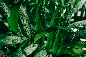 Cat Palm at Home: The Ultimate Guide for Beginners