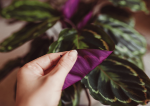 The Majestic Calathea Medallion: An Essential Grow and Care Guide