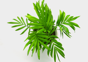 Cat Palm at Home: The Ultimate Guide for Beginners