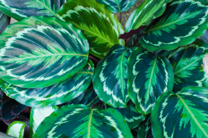 The Majestic Calathea Medallion: An Essential Grow and Care Guide