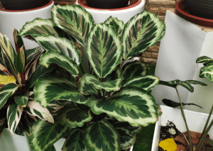 The Majestic Calathea Medallion: An Essential Grow and Care Guide