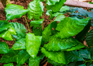 Calathea Musaica Care Guide: How To Grow Calathea Network at Home