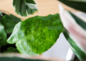 Calathea Musaica Care Guide: How To Grow Calathea Network at Home