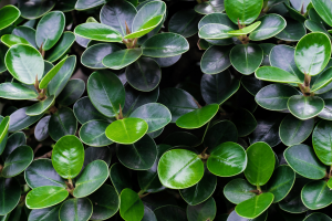 Growing Peperomia Hope at Home: All You Need To Know and More
