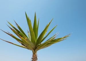 The Wonderful Yucca Elephantipes: An Essential Grow and Care Guide