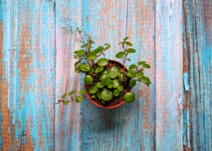 Growing Peperomia Hope at Home: All You Need To Know and More