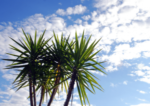 The Wonderful Yucca Elephantipes: An Essential Grow and Care Guide