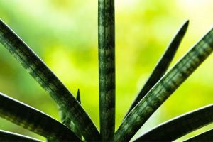 Starfish Sansevieria Growing Guide – A Beginner-Friendly Houseplant