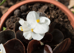 Begonia Darthvaderiana: Care and Grow Guide for the Rare Plant