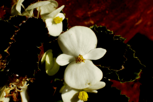 Begonia Darthvaderiana: Care and Grow Guide for the Rare Plant