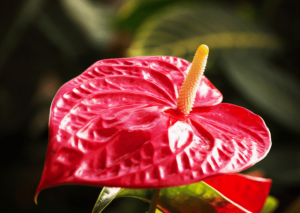 Growing Anthurium Andraeanum at Home: The Essential Care Guide