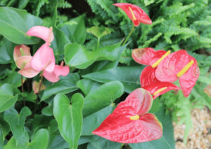 Growing Anthurium Andraeanum at Home: The Essential Care Guide