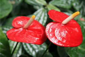 Growing Anthurium Andraeanum at Home: The Essential Care Guide