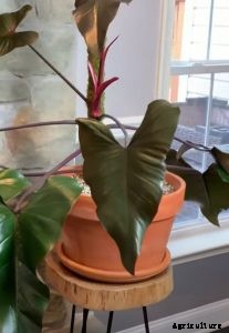 Philodendron Majesty: Boasting Its Majestic, Dark Leaves
