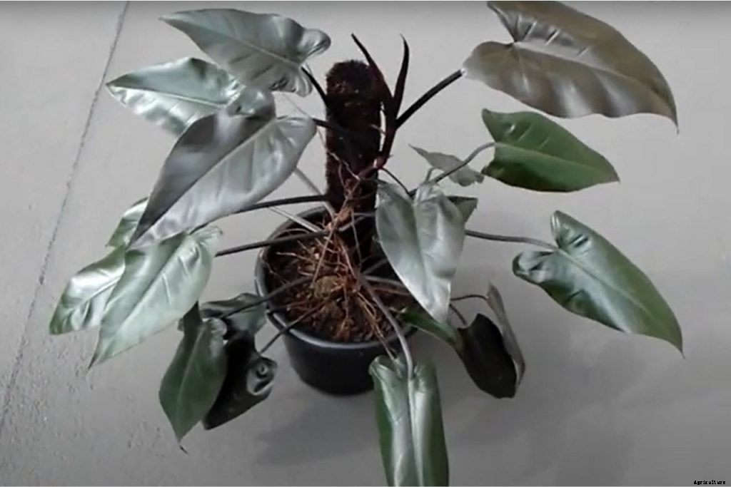 Philodendron Majesty: Boasting Its Majestic, Dark Leaves