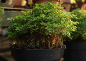 The Selaginella Kraussiana Growing and Care Guide