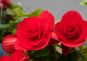 The Elatior Begonia Care Guide for a Successful Growth!