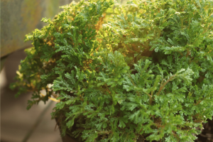 The Selaginella Kraussiana Growing and Care Guide