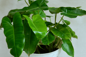 Philodendron Burle Marx: How to Grow and Care for This Plant