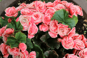 The Elatior Begonia Care Guide for a Successful Growth!