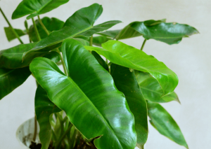 Philodendron Burle Marx: How to Grow and Care for This Plant