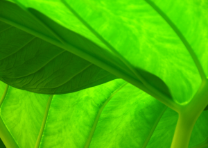 Alocasia Calidora: How To Grow And Care For It