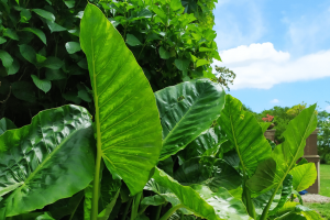 Alocasia Calidora: How To Grow And Care For It