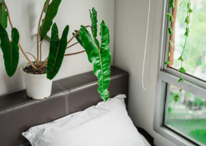 Philodendron Billietiae: All You Need to Know It