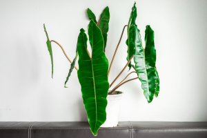 Philodendron Billietiae: All You Need to Know It