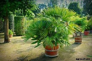 Robellini Palm Gardening Guide – 101 Tips and Tools